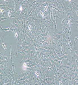 Mv.1.Lu(NBL-7)貂肺上皮細胞主圖