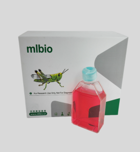 小鼠角膜內(nèi)皮細(xì)胞主圖