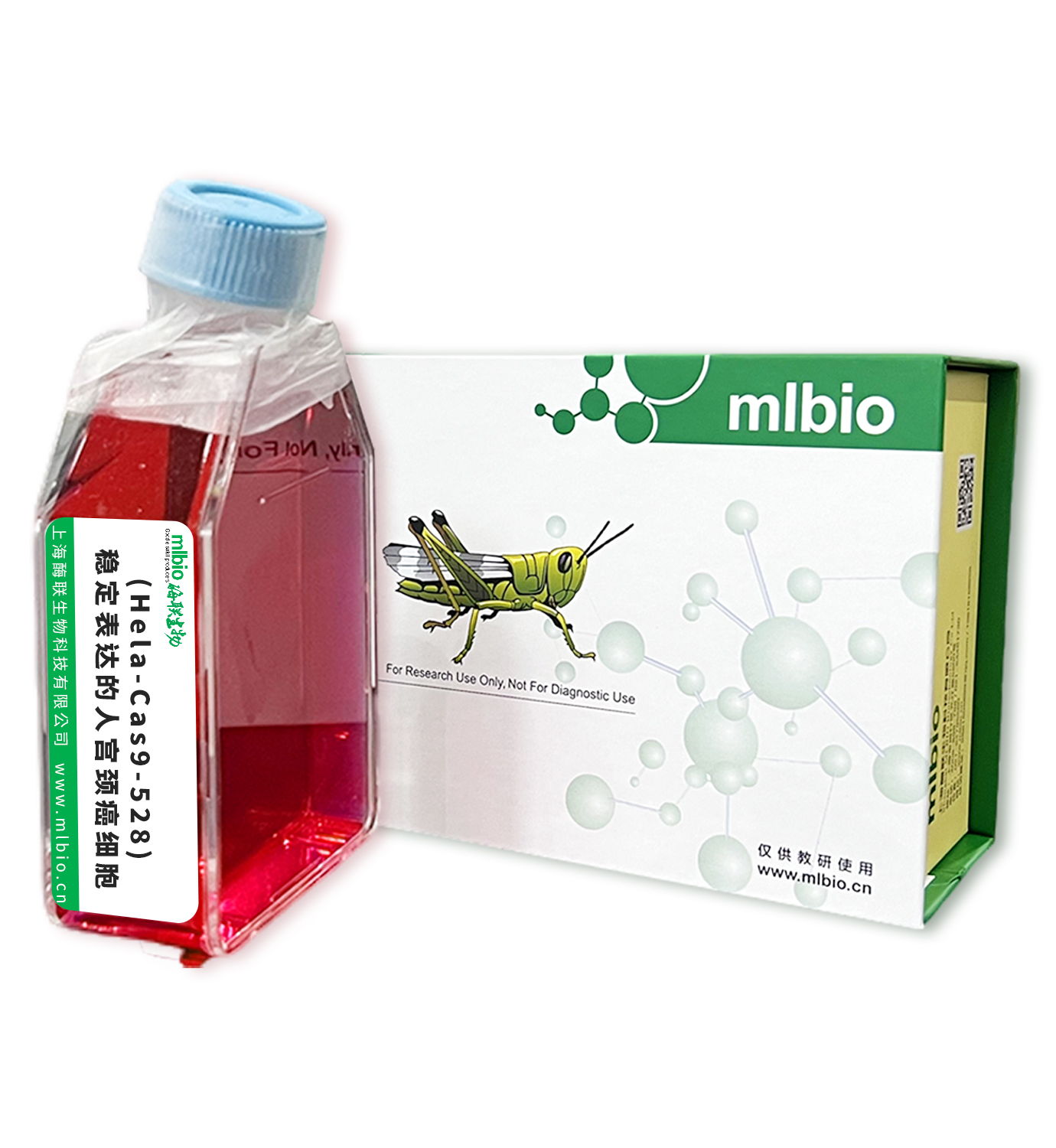 (Hela-Cas9-528)穩定表達的人宮頸癌細胞主圖