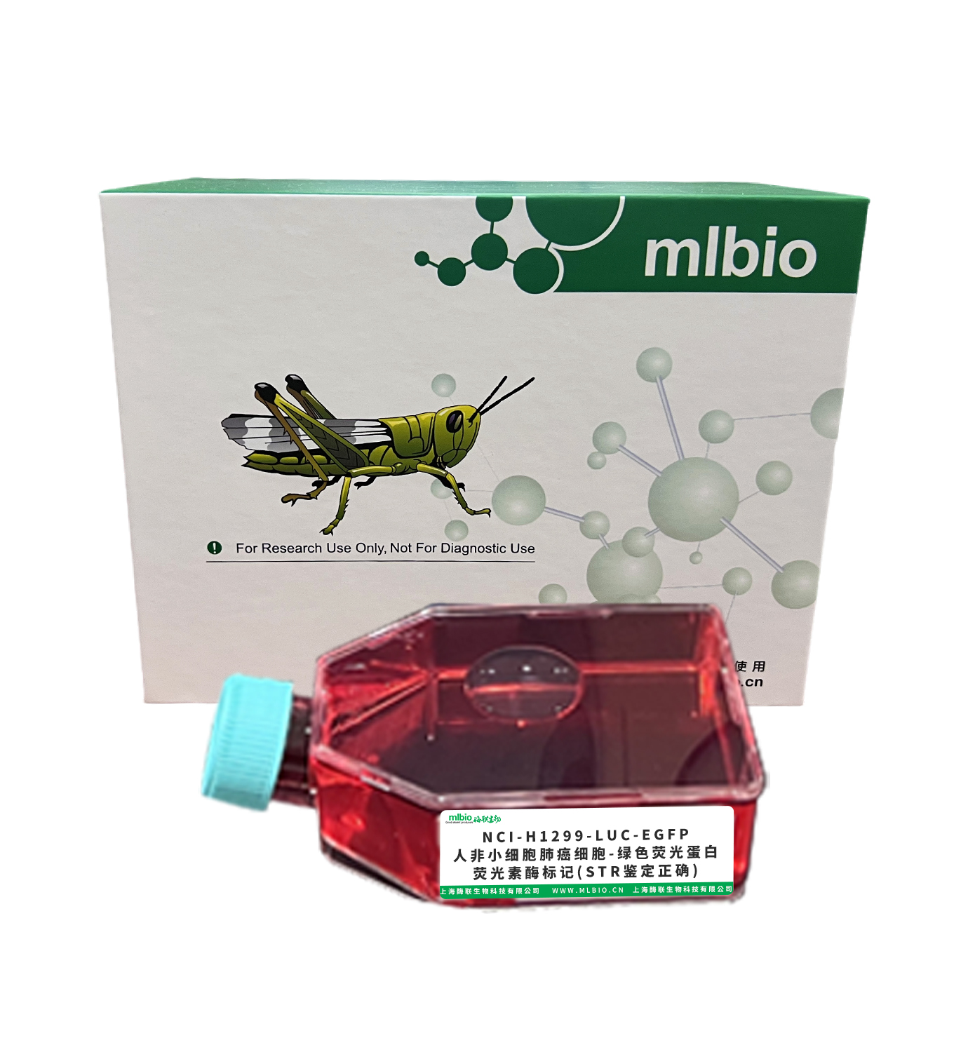 NCI-H1299-LUC-EGFP/人非小細(xì)胞肺癌細(xì)胞-綠色熒光蛋白-熒光素酶標(biāo)記(STR鑒定正確)主圖