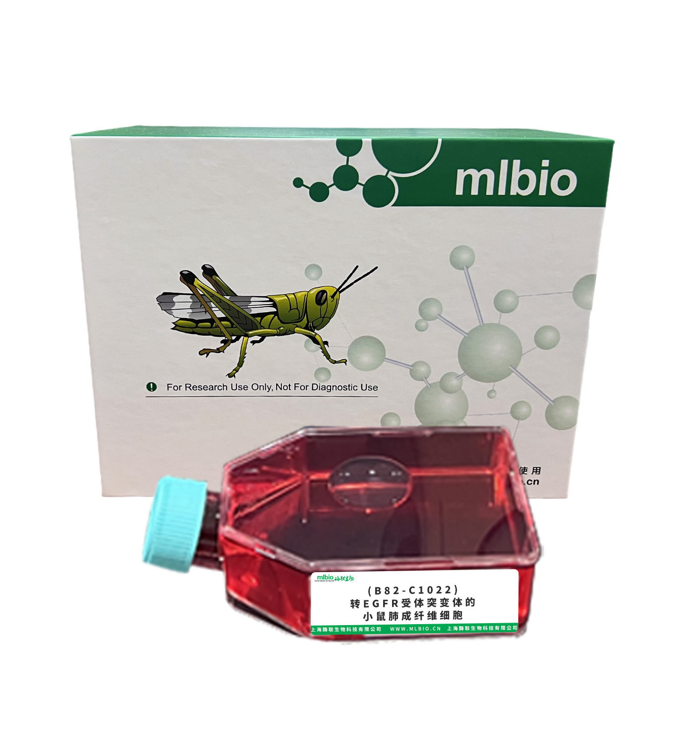 (B82-C1022)轉(zhuǎn)EGFR受體突變體的小鼠肺成纖維細胞主圖