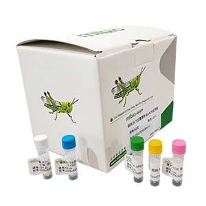 牛流行熱病毒探針法qRT-PCR試劑盒(不含內參)主圖